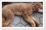 Klicken Sie auf das Bild, um es zu vergrößern